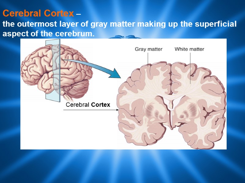 Cerebral Cortex –  the outermost layer of gray matter making up the superficial